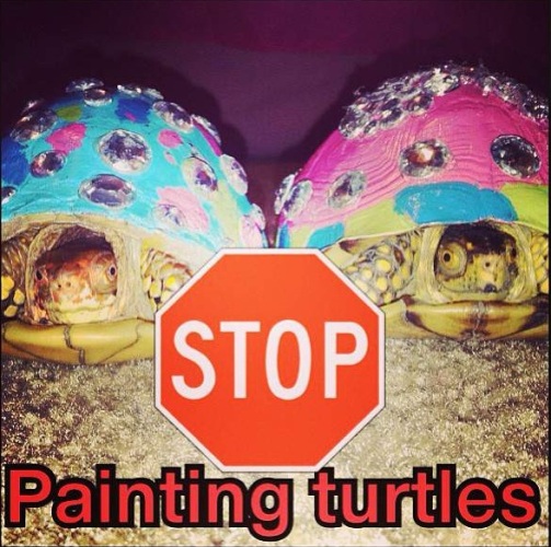 No Paint Turtle